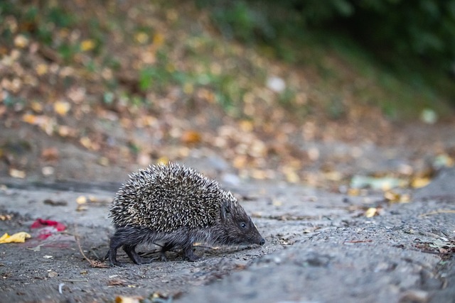 中国篮球 中国篮球
