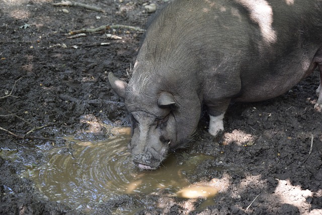 这种紧凑的 这种紧凑的