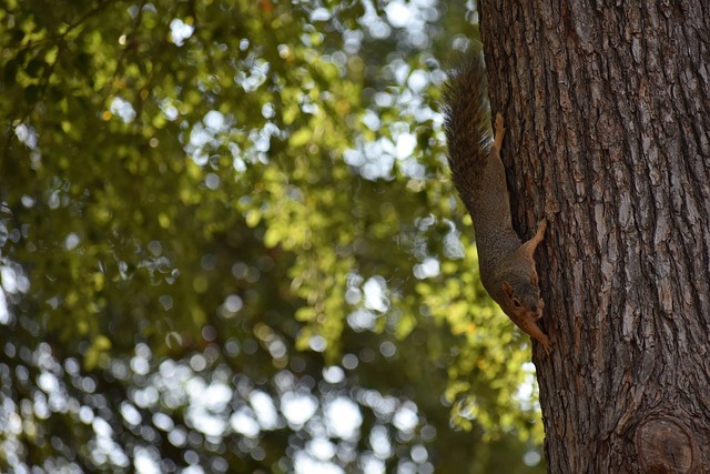 德布劳内离 德布劳内离